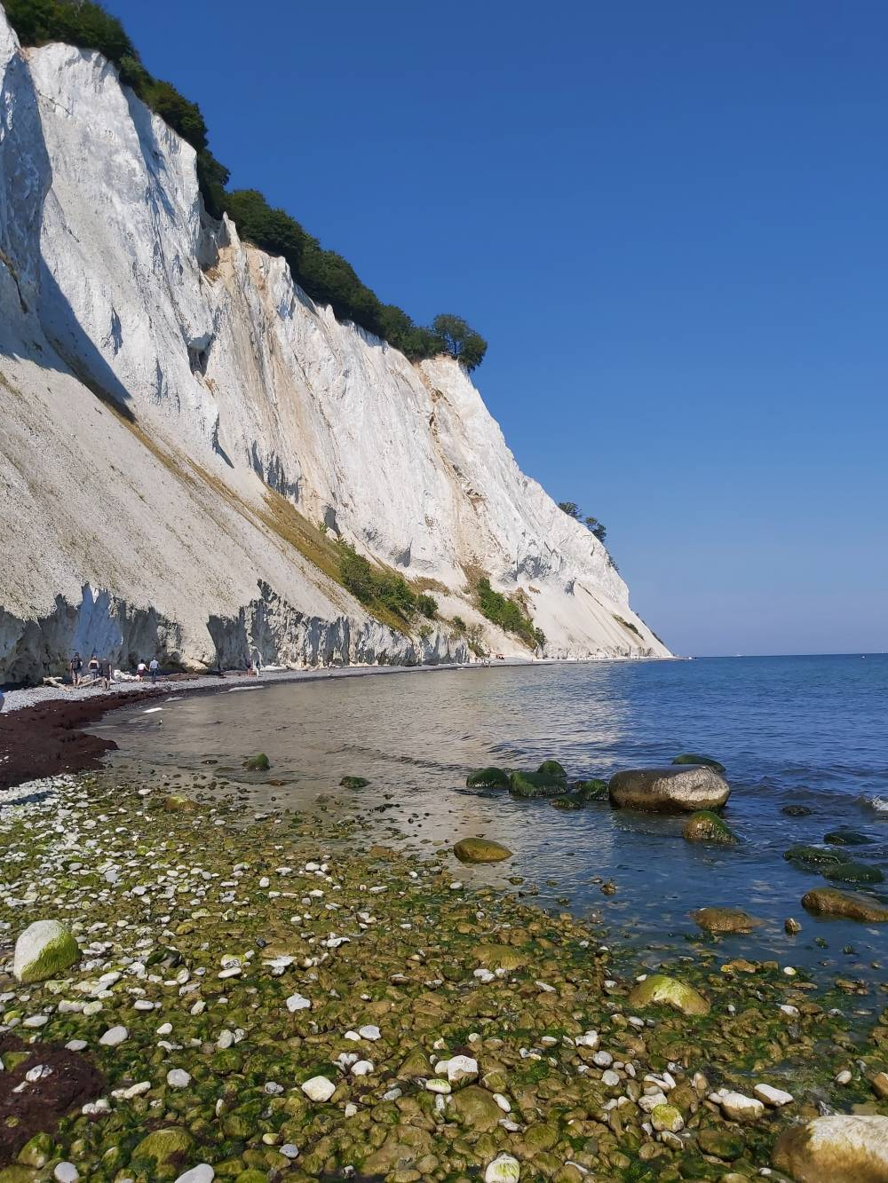 <p>Møns Klint: The cliffs are over 100m high and made of limestone. <em>Photo: Gerhard</em></p>